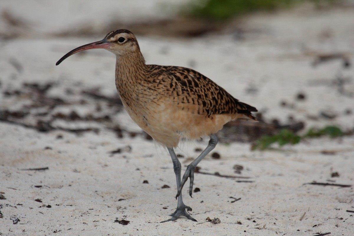 Bristle-thighed Curlew - ML646274914