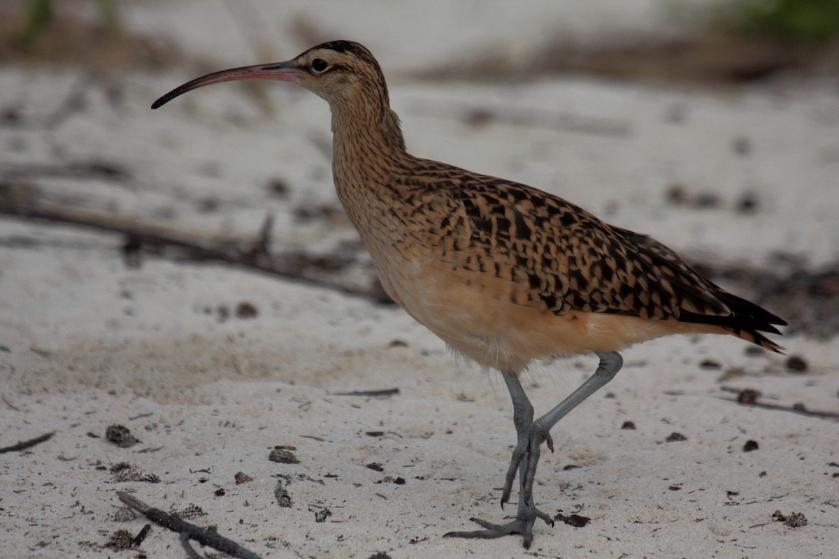 Bristle-thighed Curlew - ML646274915