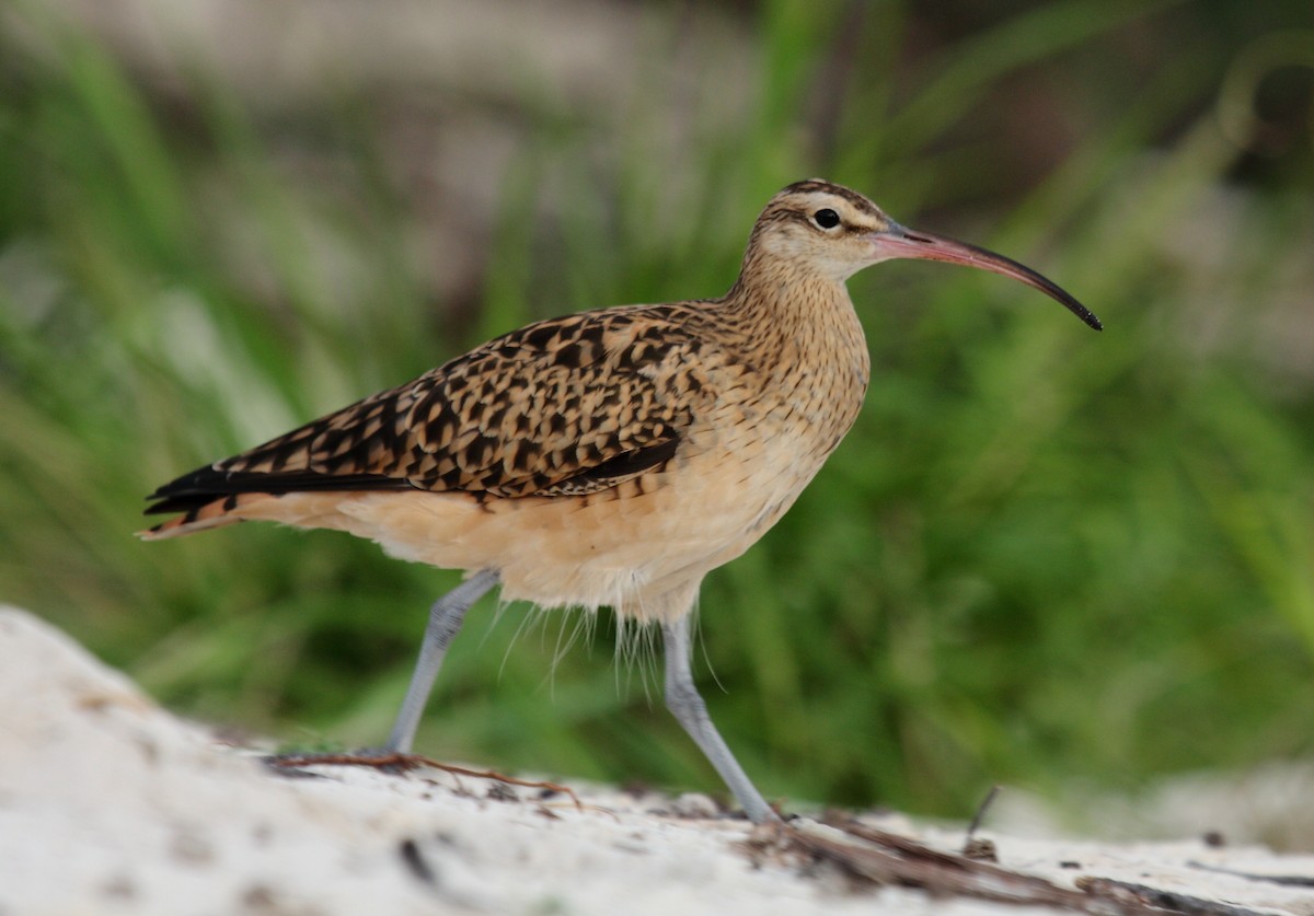 Bristle-thighed Curlew - ML646274916