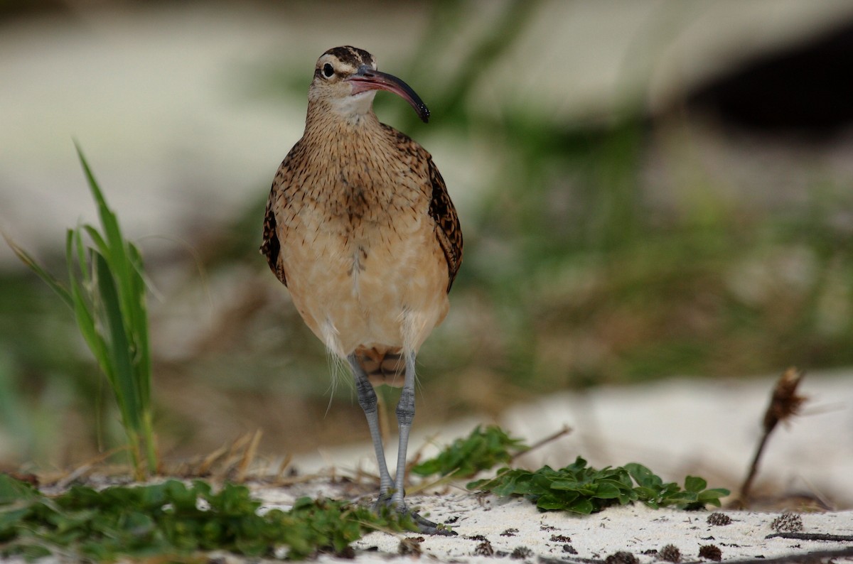 Bristle-thighed Curlew - ML646274917