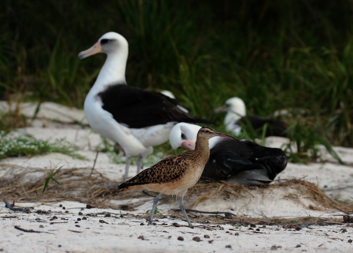 Bristle-thighed Curlew - ML646274918