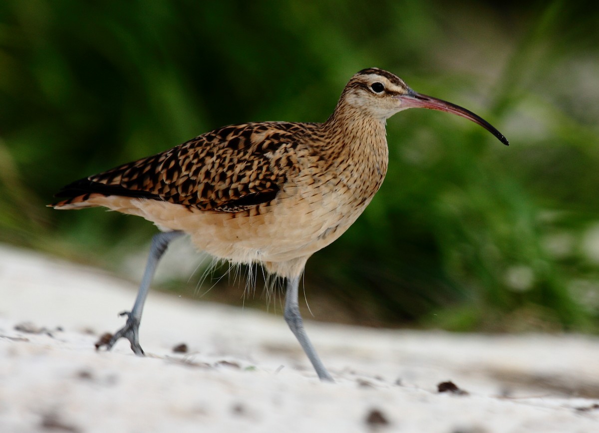 Bristle-thighed Curlew - ML646274920
