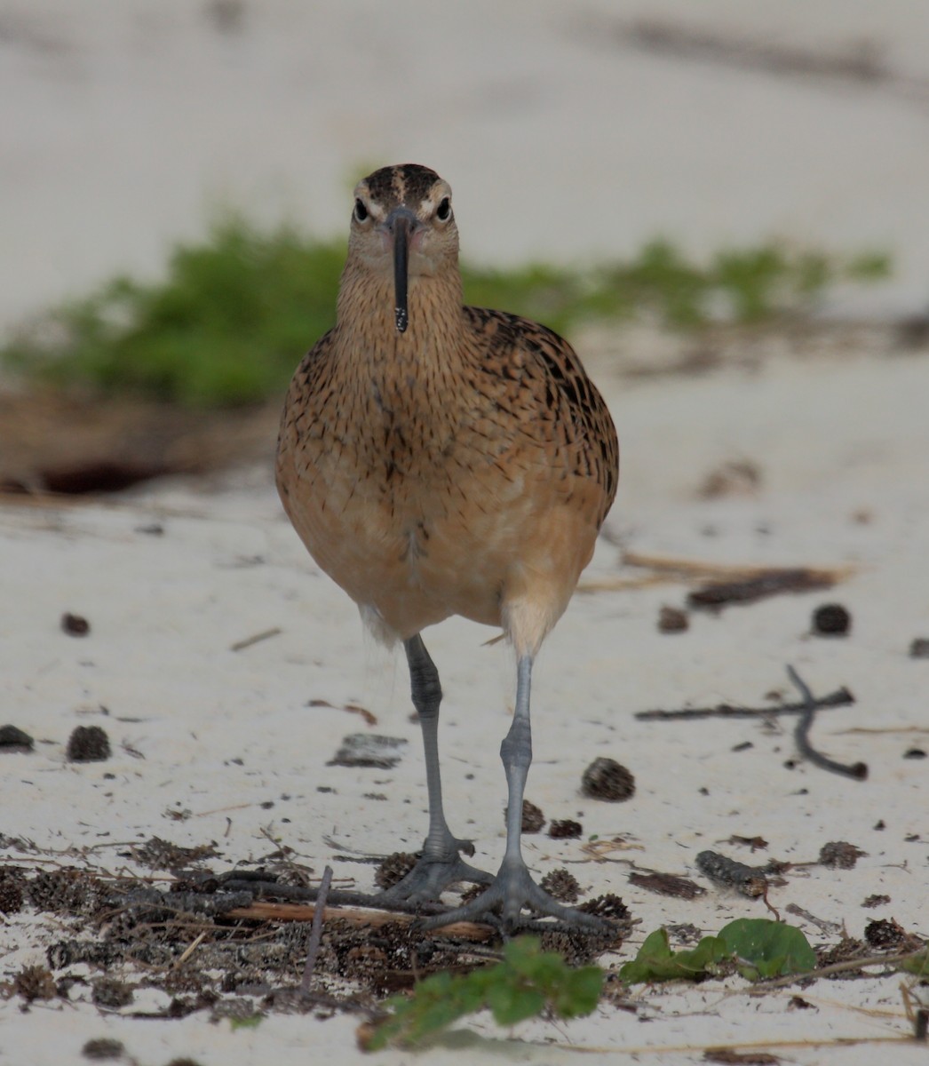 Bristle-thighed Curlew - ML646274921