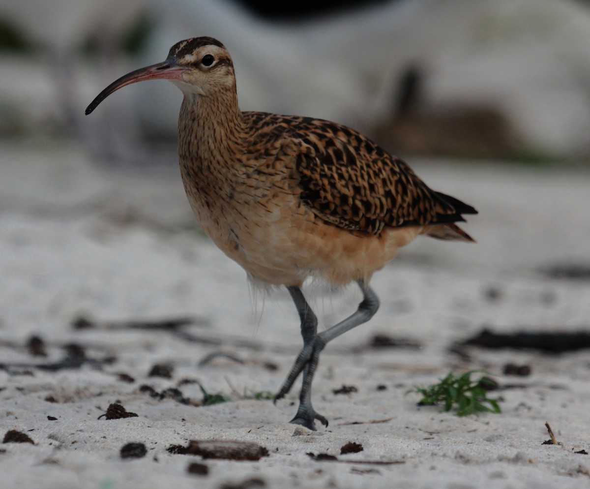 Bristle-thighed Curlew - ML646274922