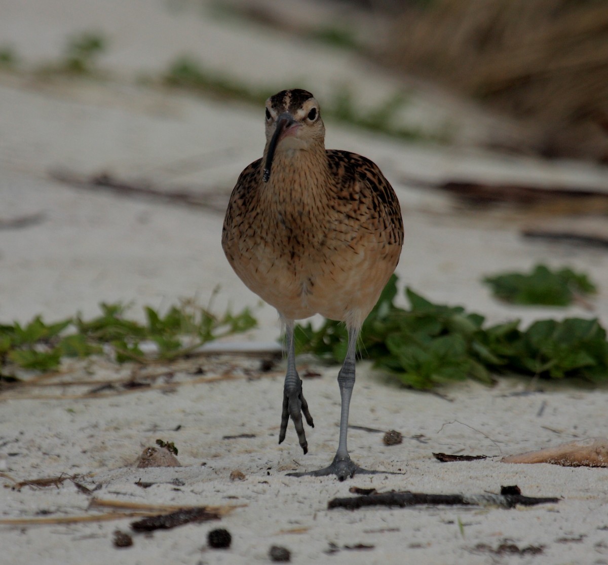 Bristle-thighed Curlew - ML646274923