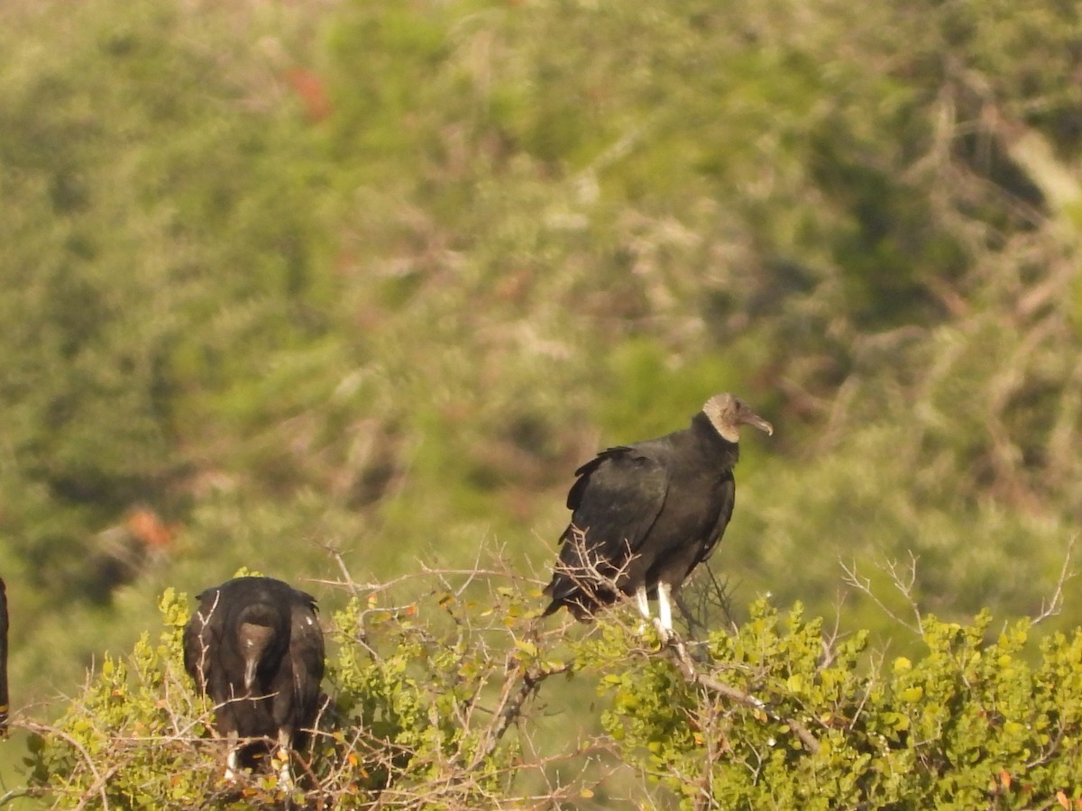 Black Vulture - ML646274924