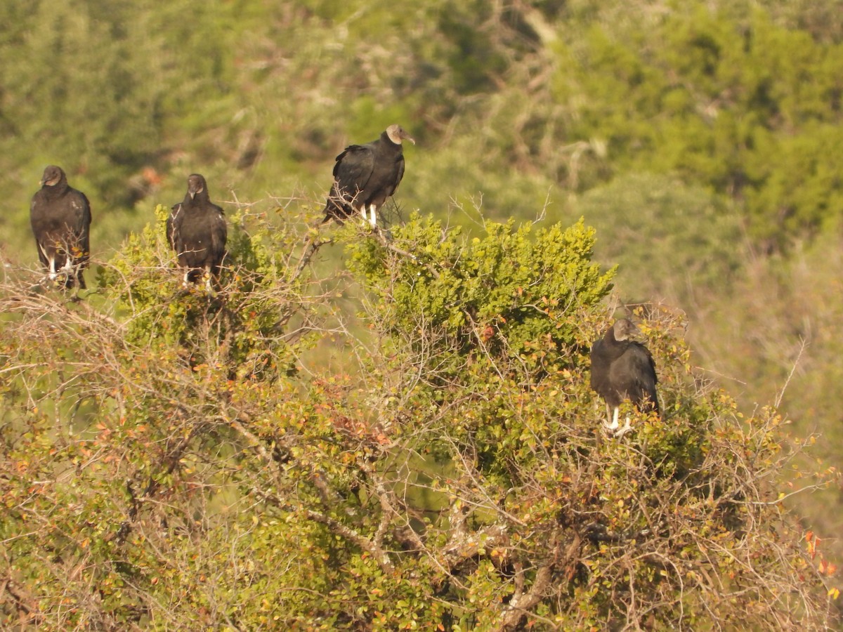 Black Vulture - ML646274925