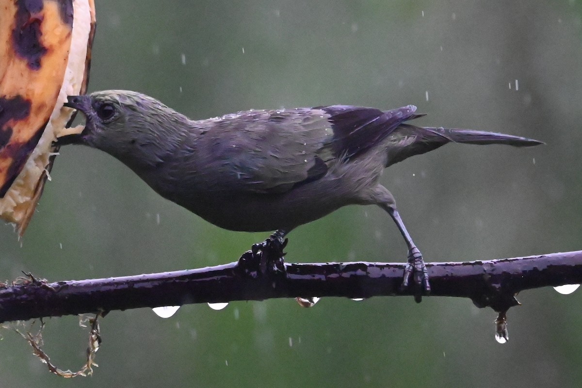 Palm Tanager - ML646274926