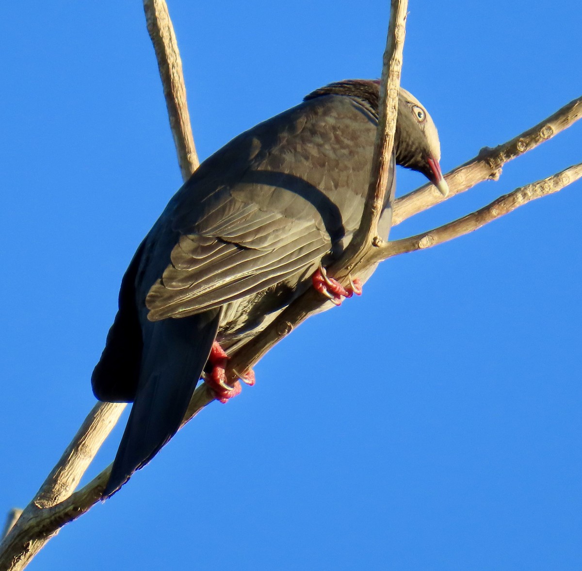 White-crowned Pigeon - ML646274928
