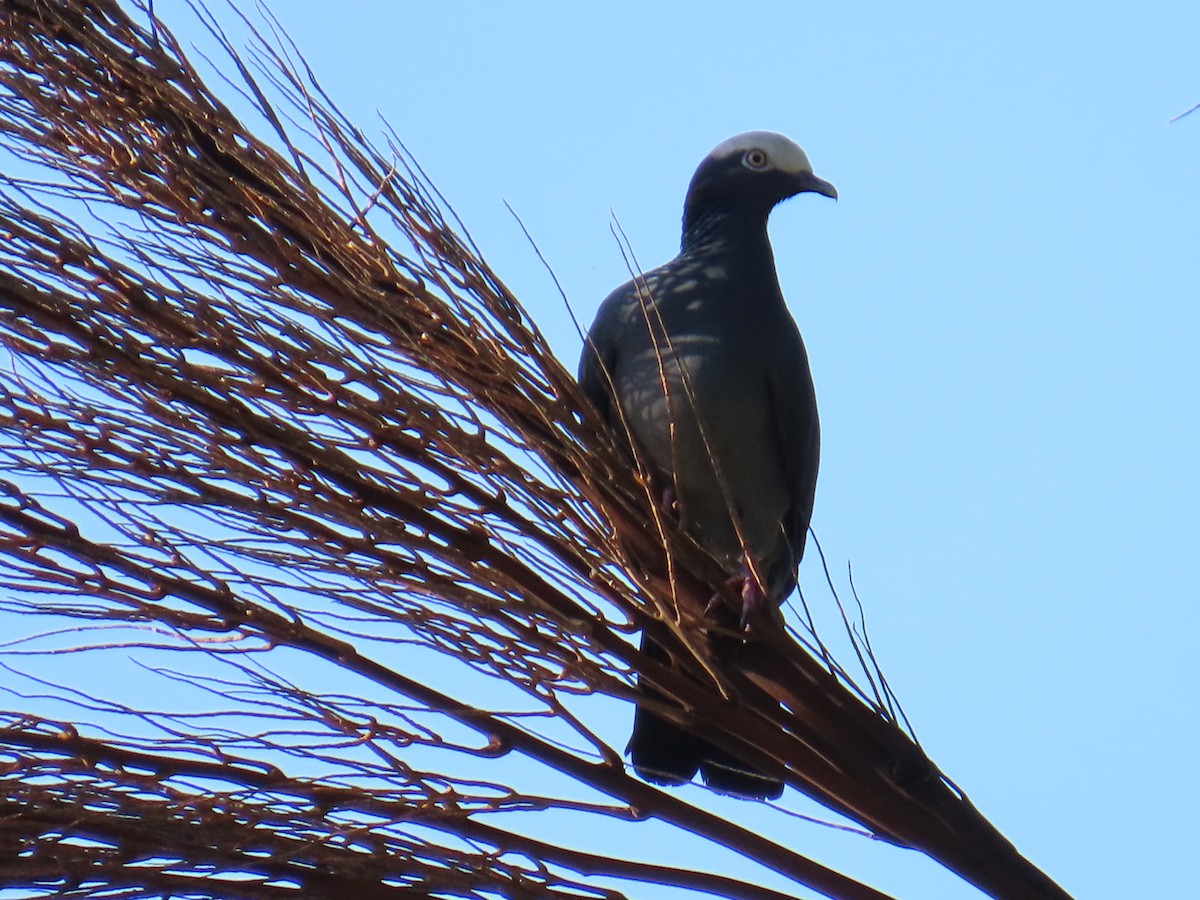 White-crowned Pigeon - ML646274929