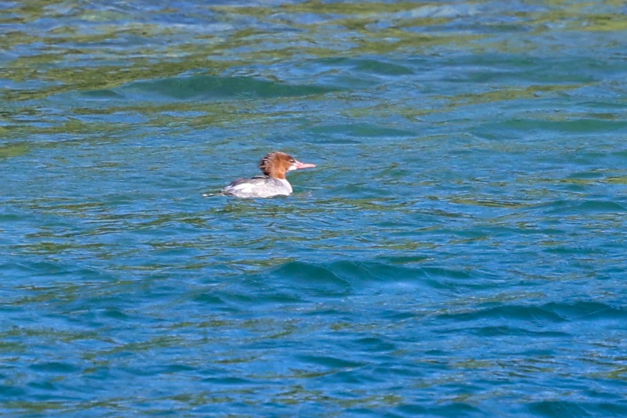 Common Merganser - ML646274930