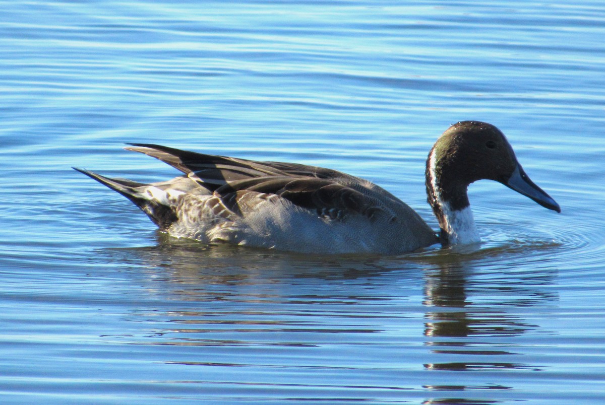 Northern Pintail - ML646274931