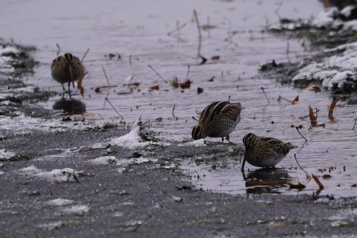 Wilson's Snipe - ML646274932