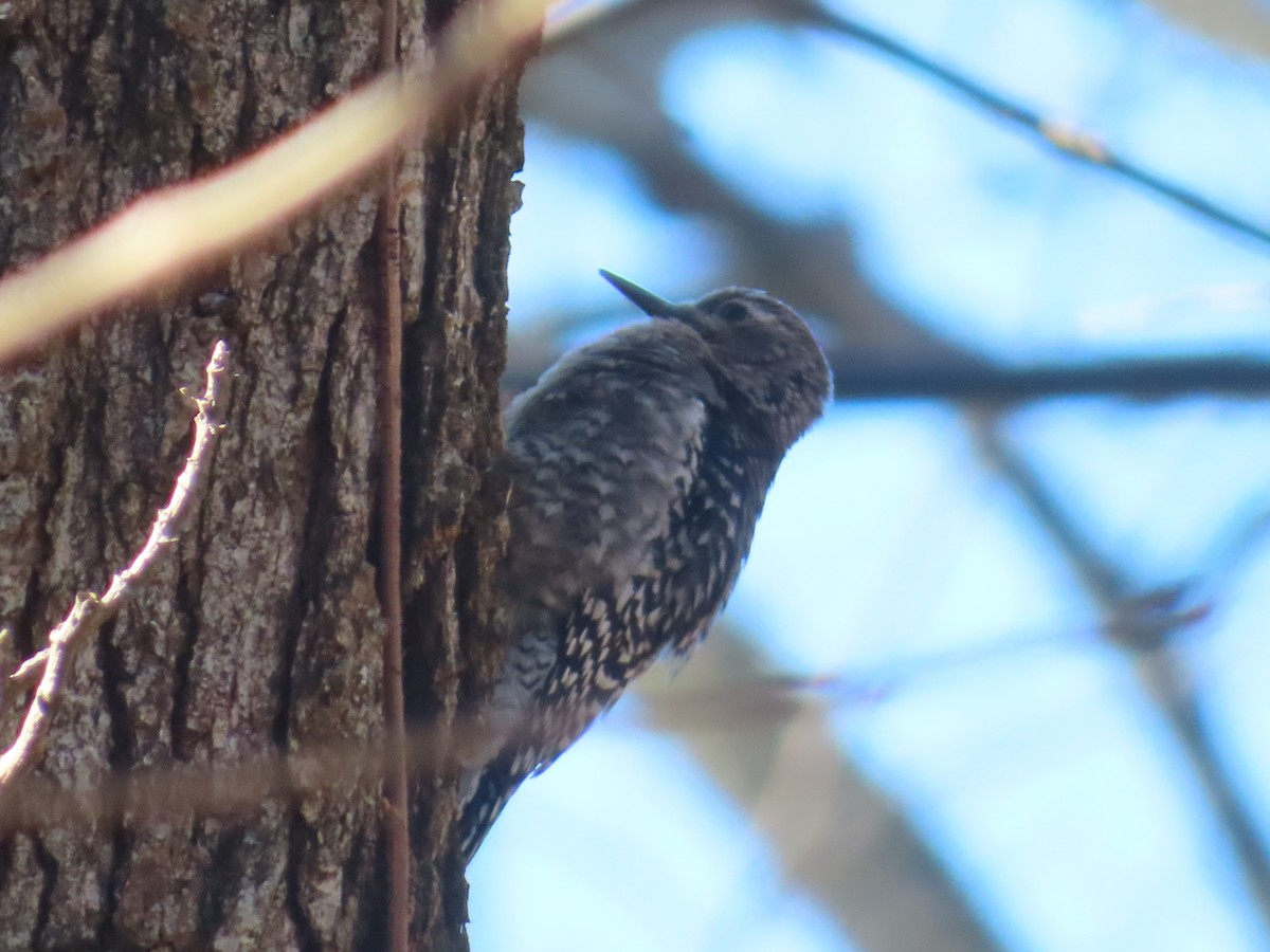 Yellow-bellied Sapsucker - ML646274933
