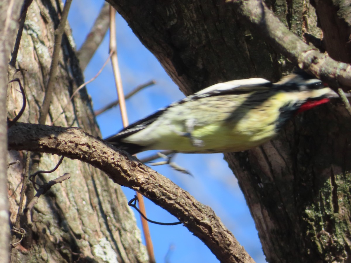 Yellow-bellied Sapsucker - ML646274937