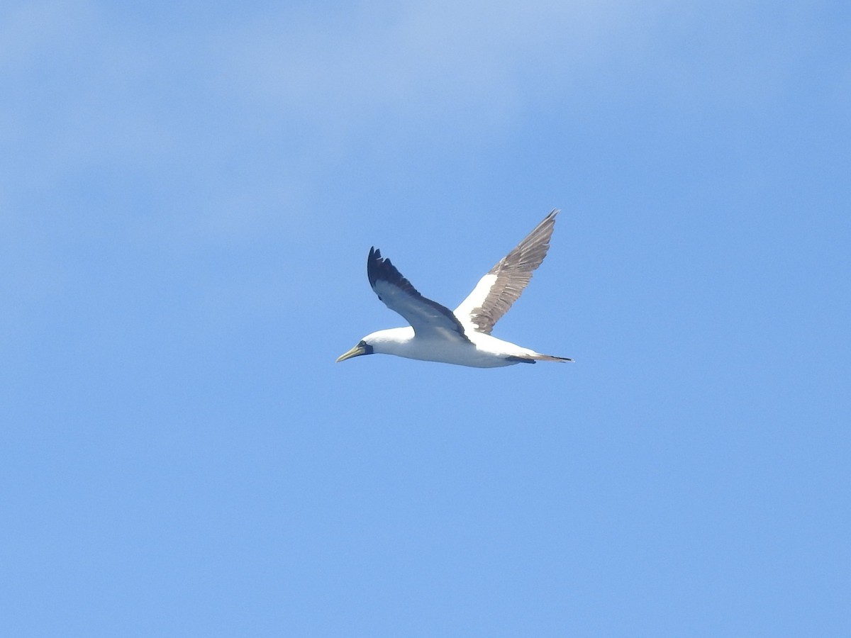 Masked Booby - ML646274938
