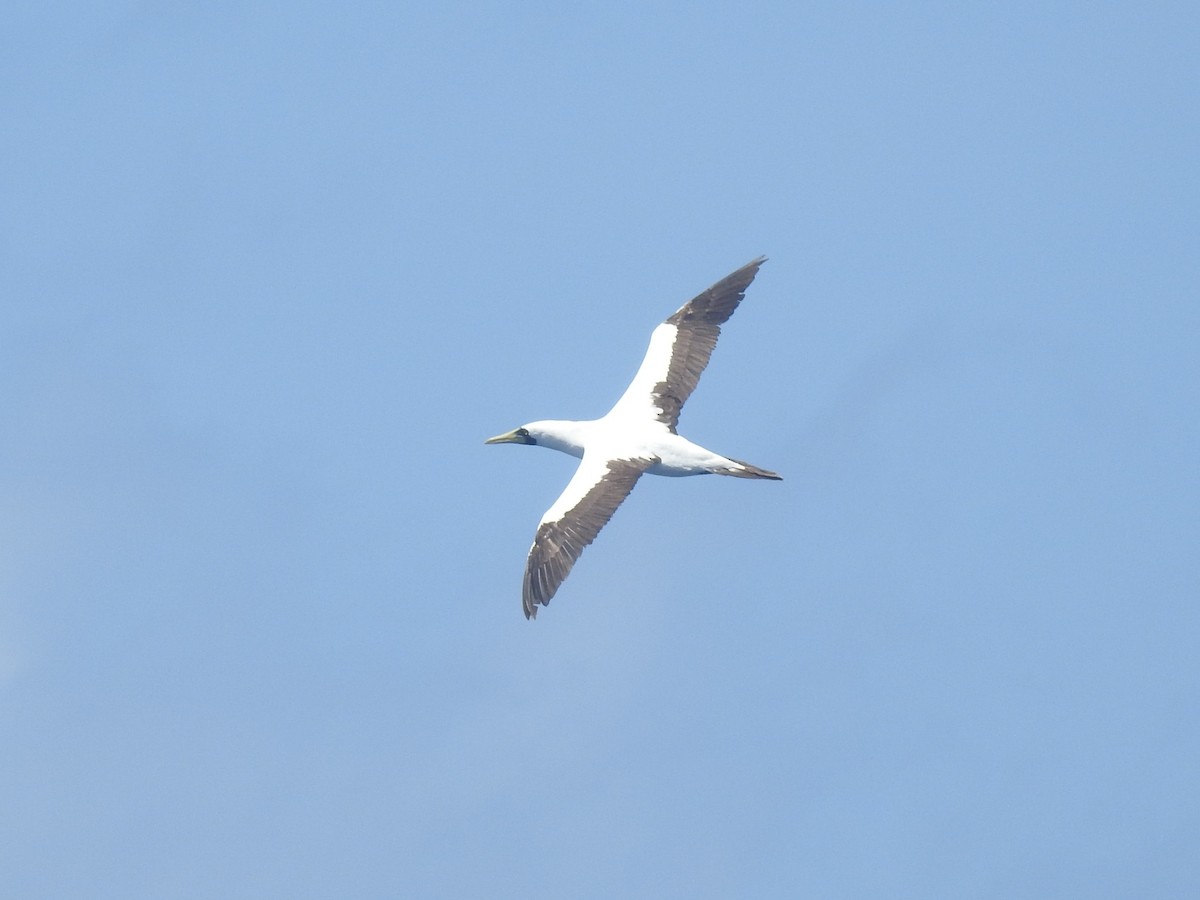 Masked Booby - ML646274939
