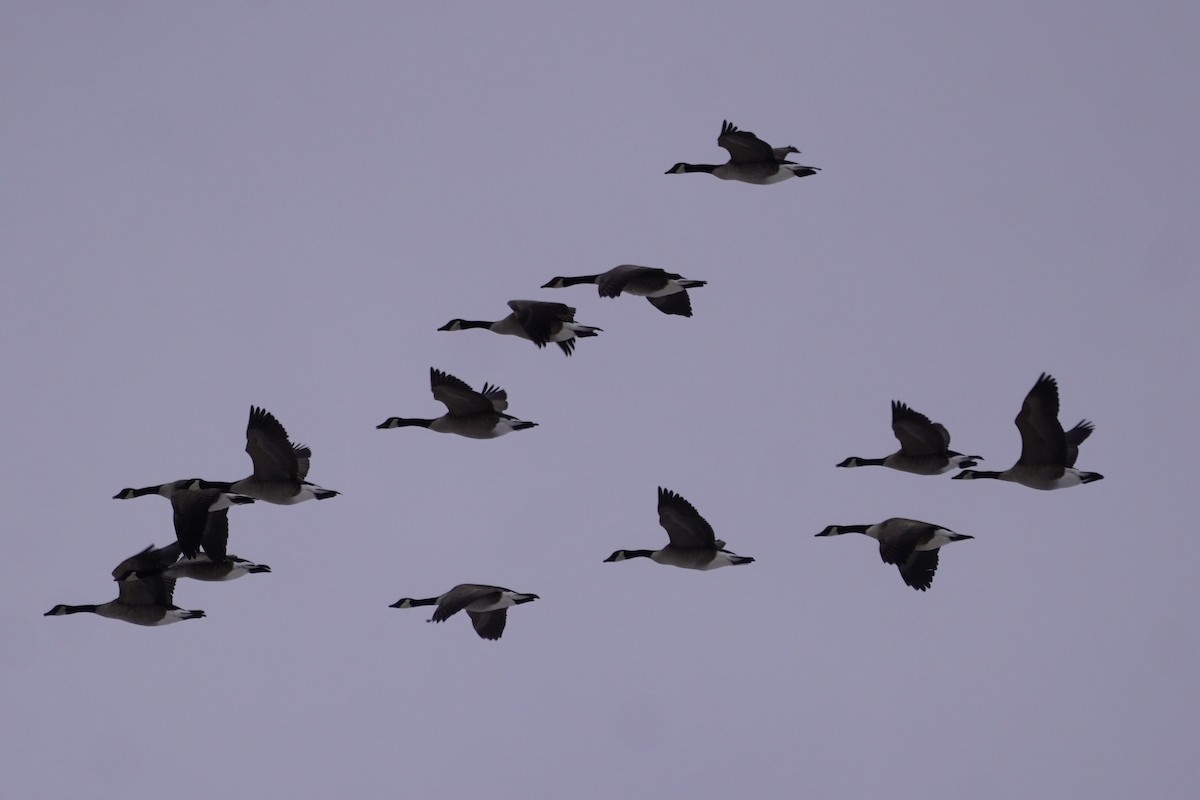 Canada Goose - ML646274940