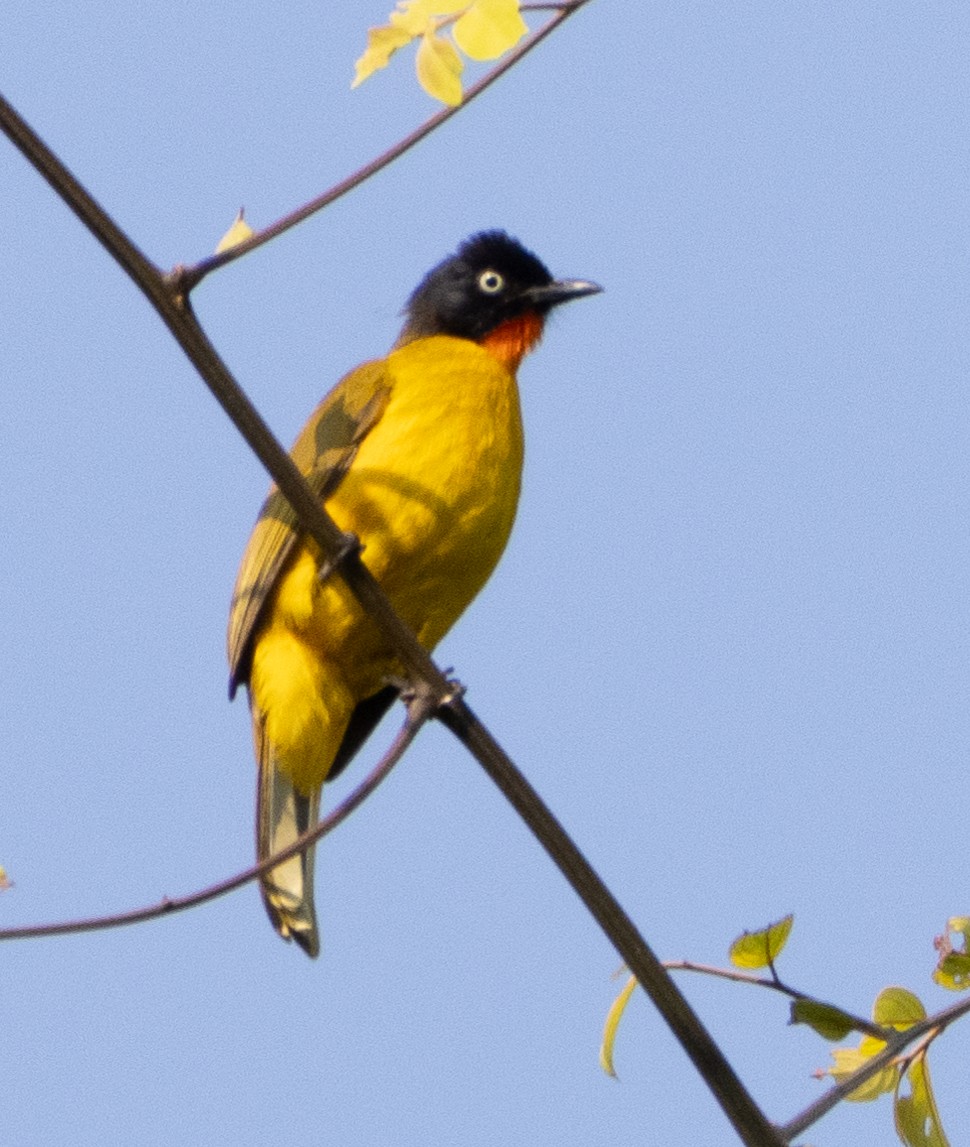 Flame-throated Bulbul - ML646274942