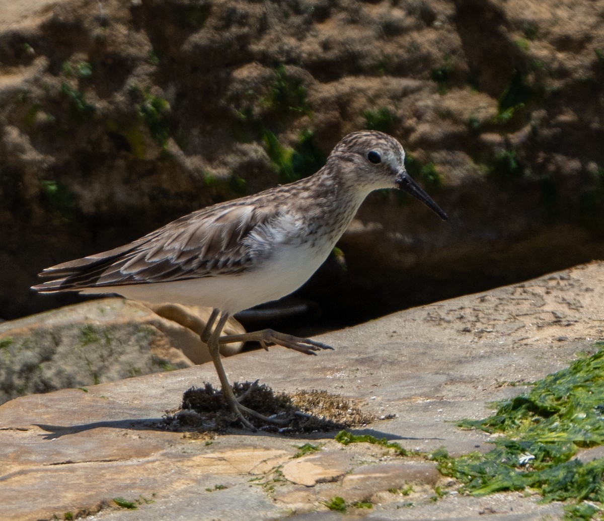 Least Sandpiper - ML646274944