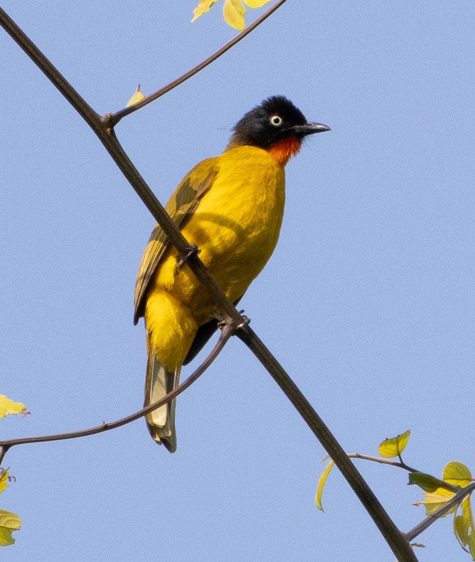 Flame-throated Bulbul - ML646274945