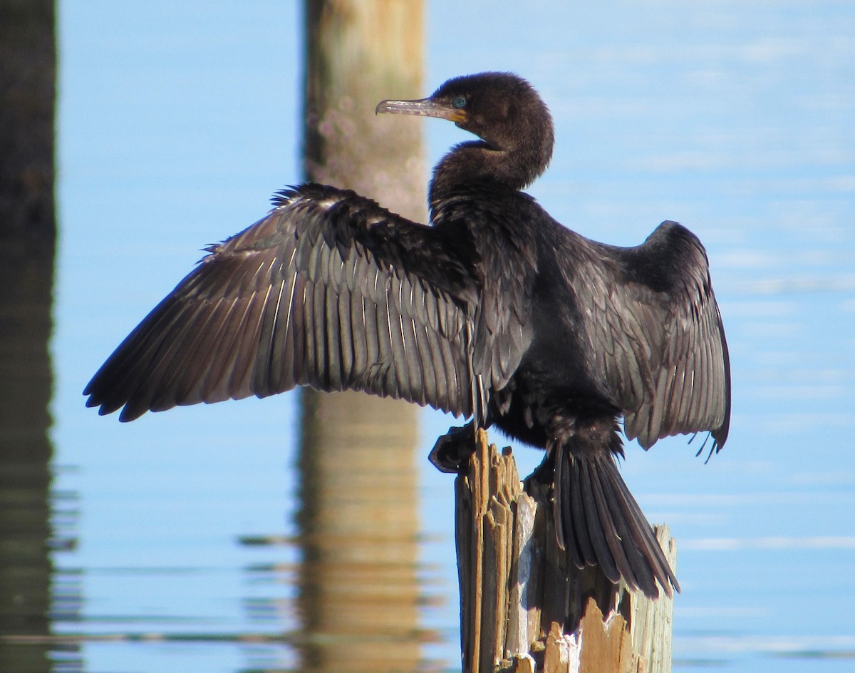 Neotropic Cormorant - ML646274947