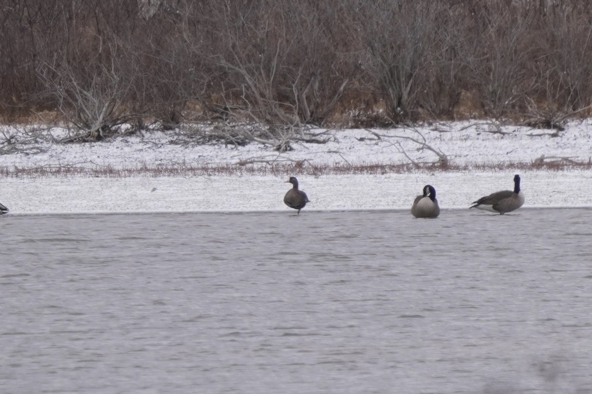 Greater White-fronted Goose - ML646274950