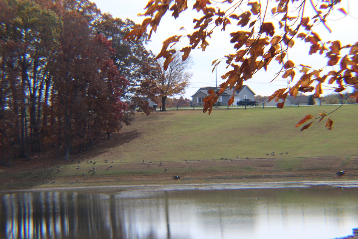 Canada Goose - ML646274951