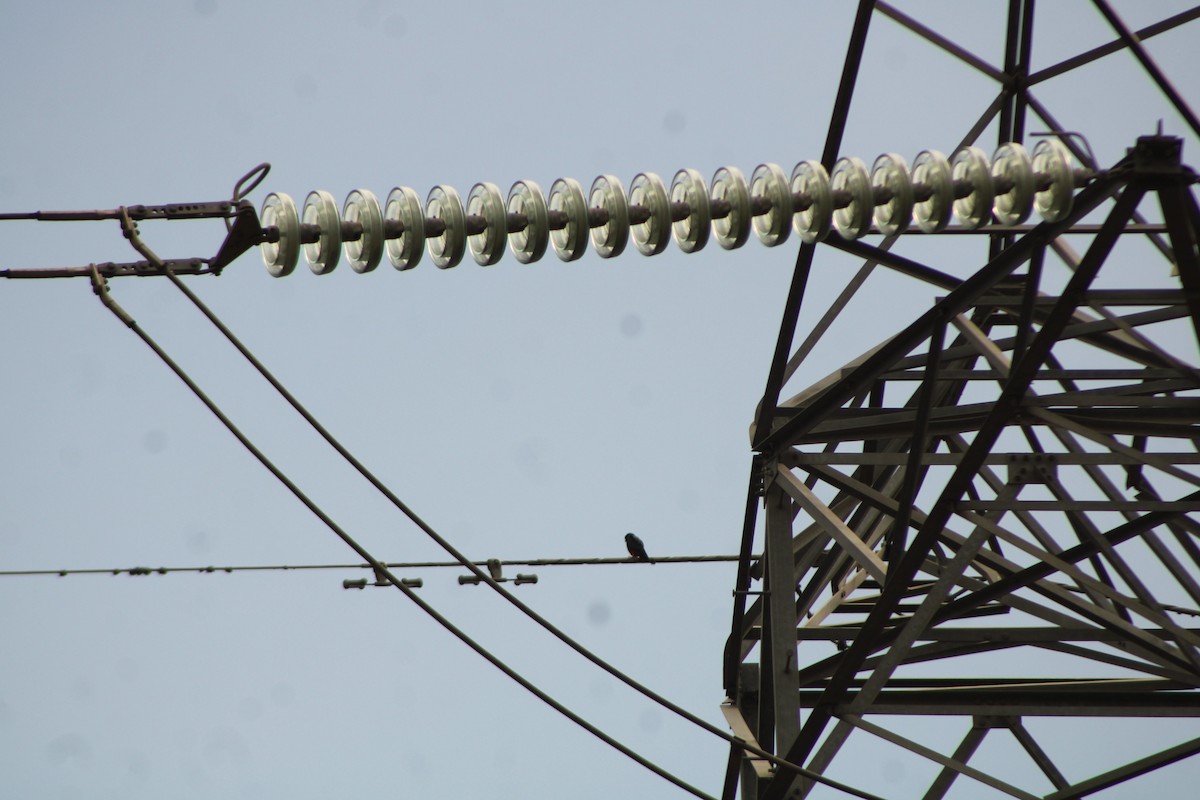 Bat Falcon - ML646274955