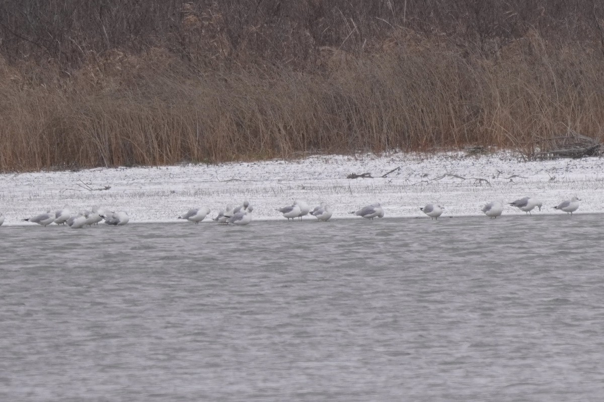 Ring-billed Gull - ML646274960