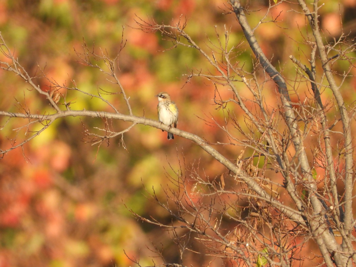 Yellow-rumped Warbler - ML646274963