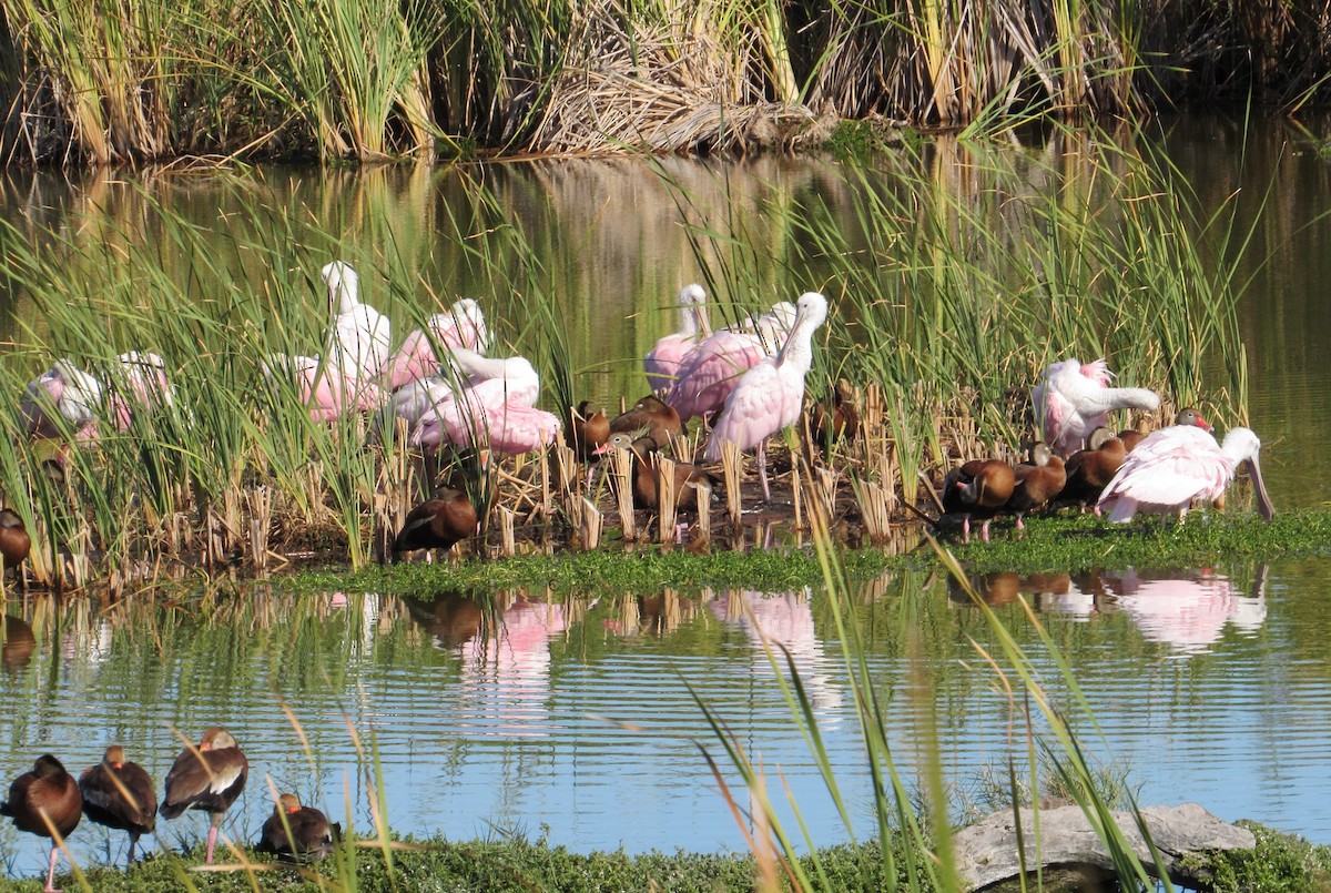 Roseate Spoonbill - ML646274964