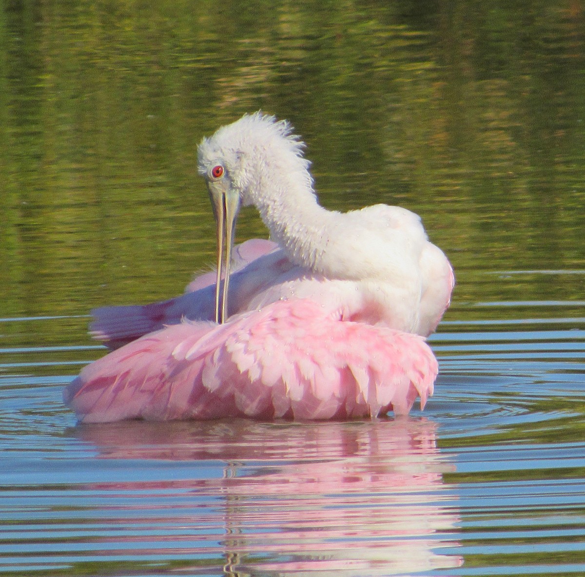 Roseate Spoonbill - ML646274965