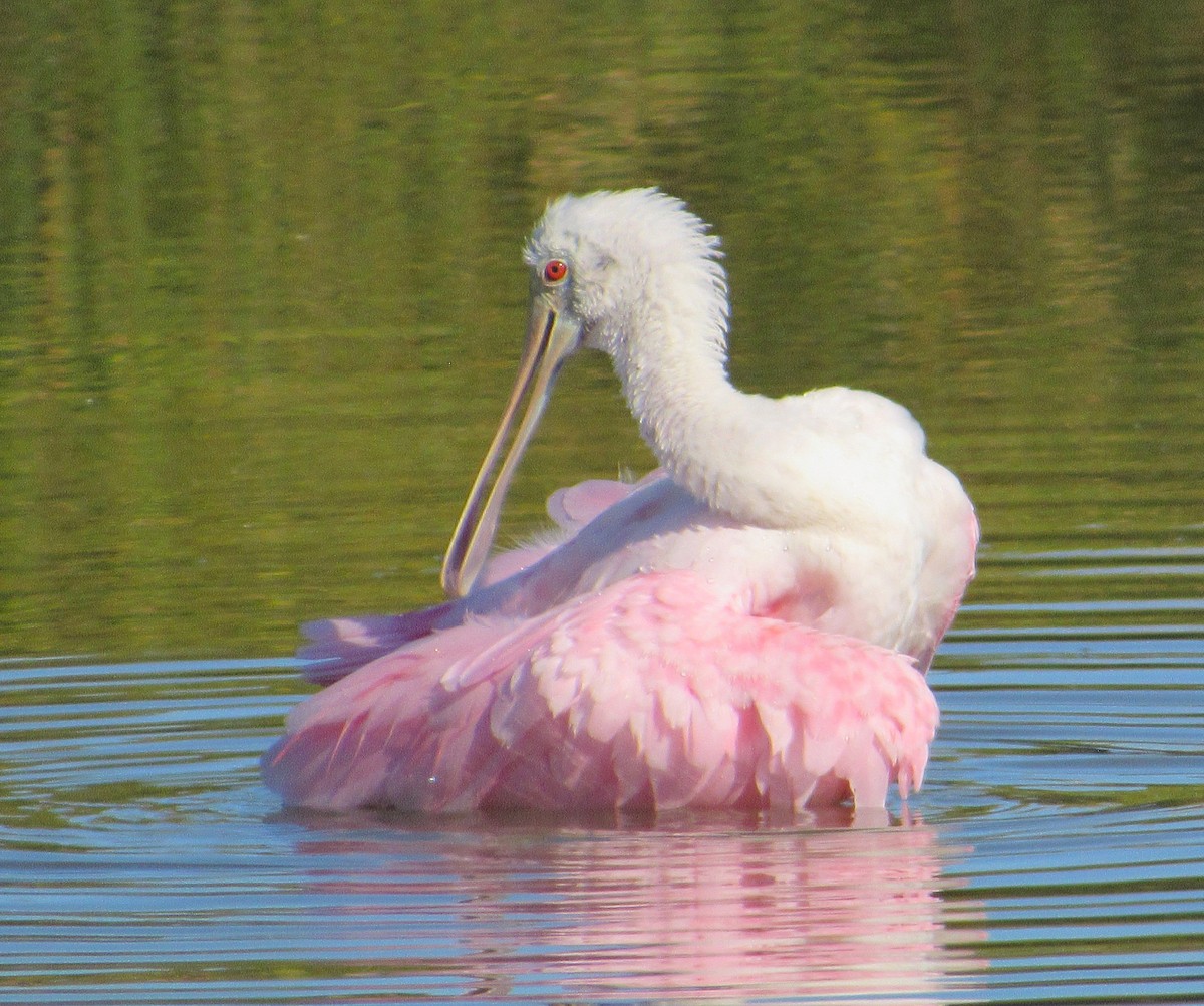 Roseate Spoonbill - ML646274966
