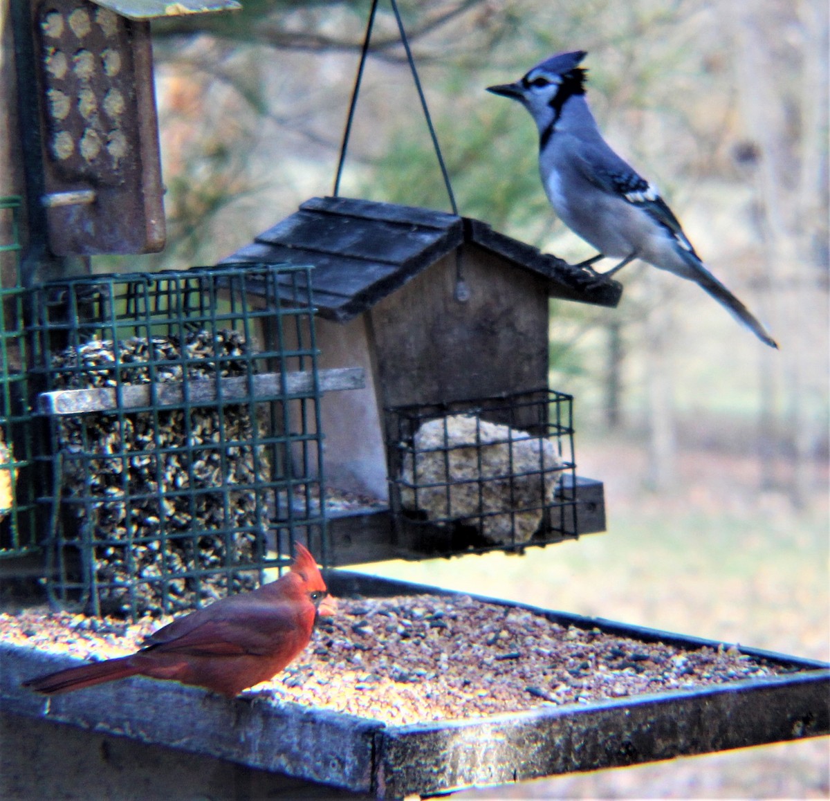 Blue Jay - ML646274967