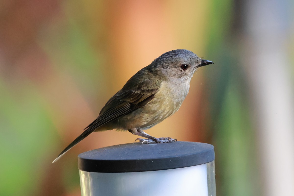 Bower's Shrikethrush - ML646274968
