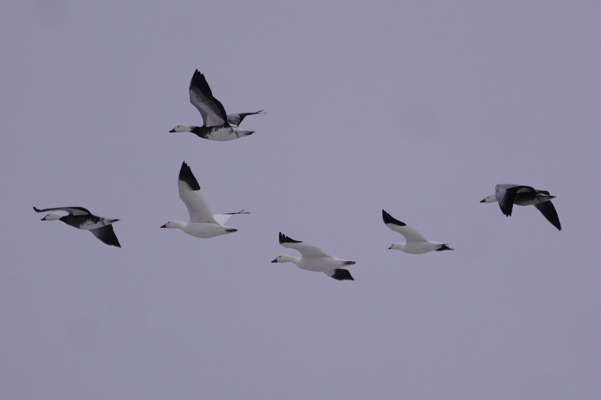 Snow Goose - ML646274969