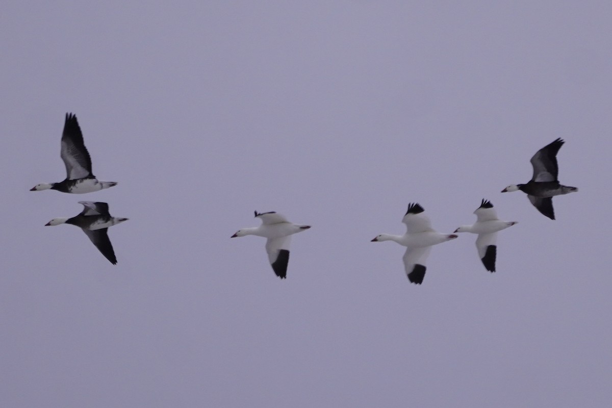 Snow Goose - ML646274970