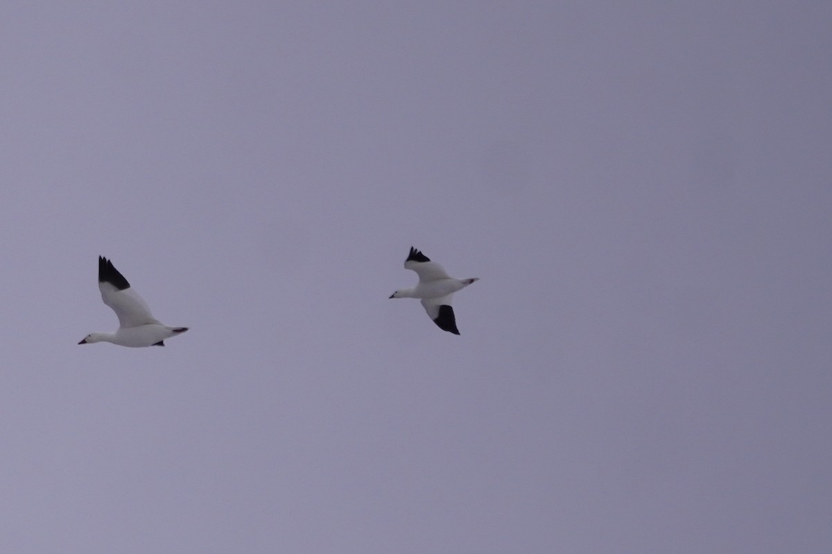 Snow Goose - ML646274971