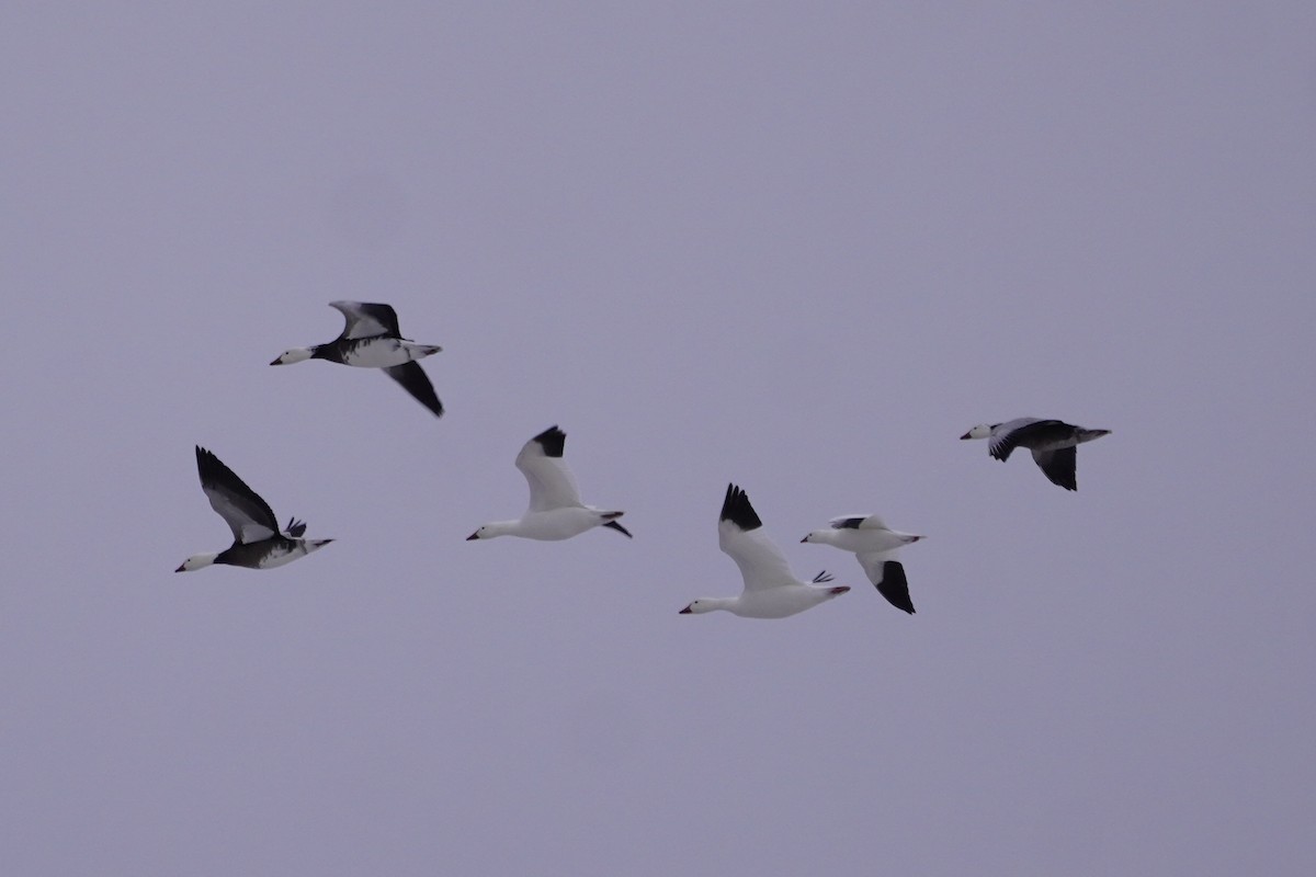 Snow Goose - ML646274972