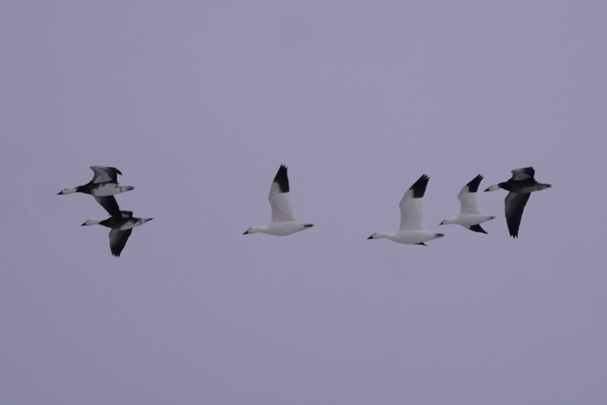 Snow Goose - ML646274973