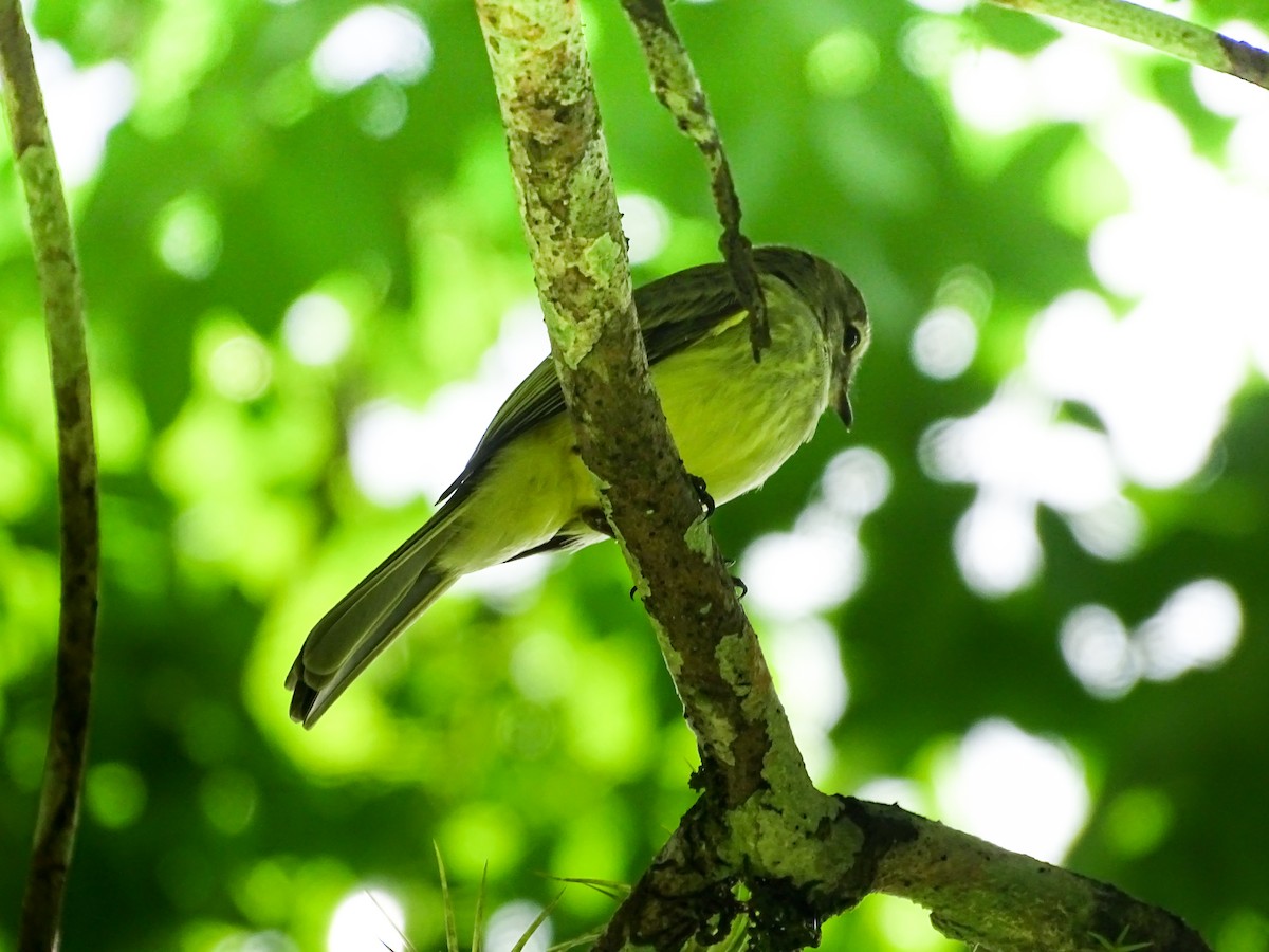 Greenish Elaenia - ML646274974