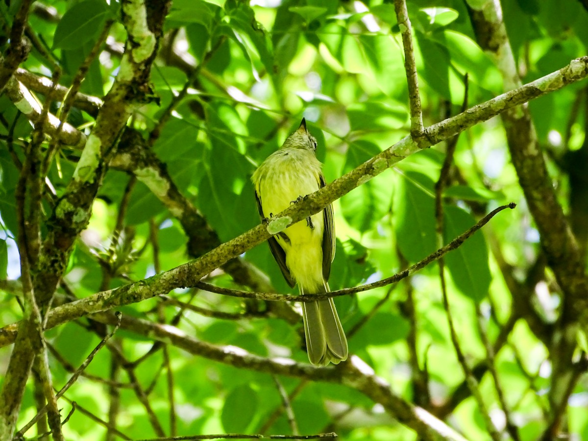 Greenish Elaenia - ML646274975