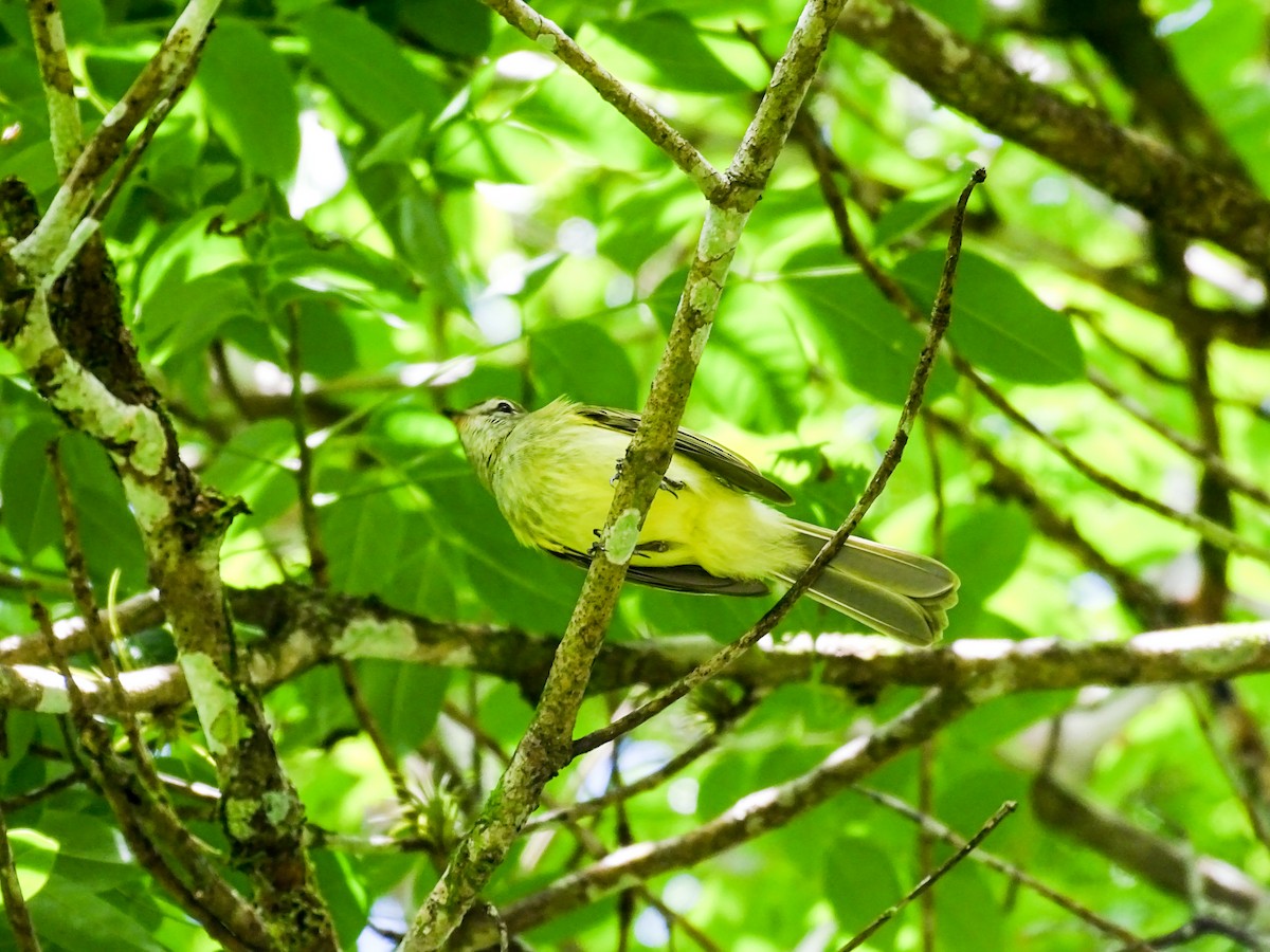 Greenish Elaenia - ML646274976