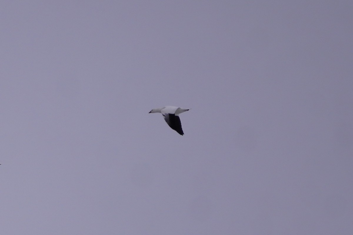 Ross's Goose - ML646274980