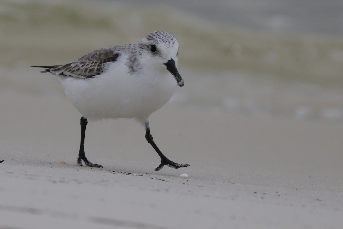 Sanderling - ML646274981