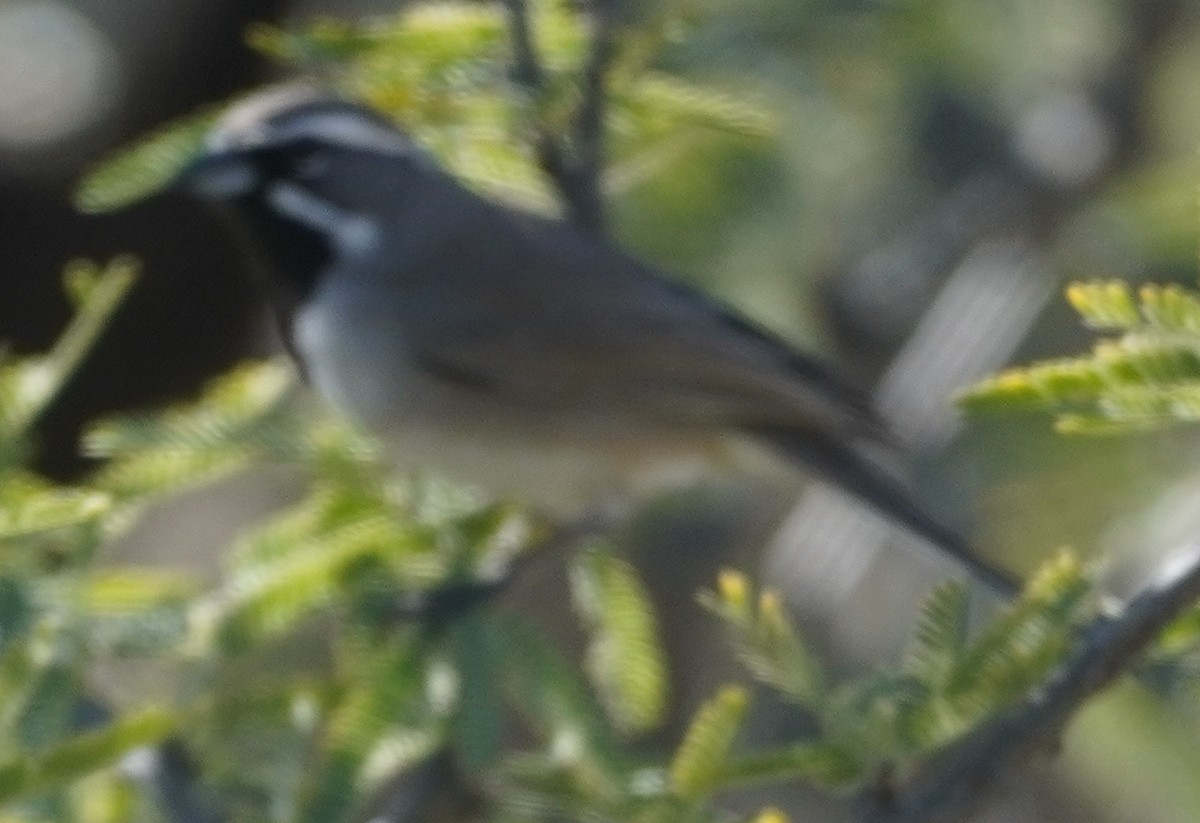 Black-throated Sparrow - ML646274982