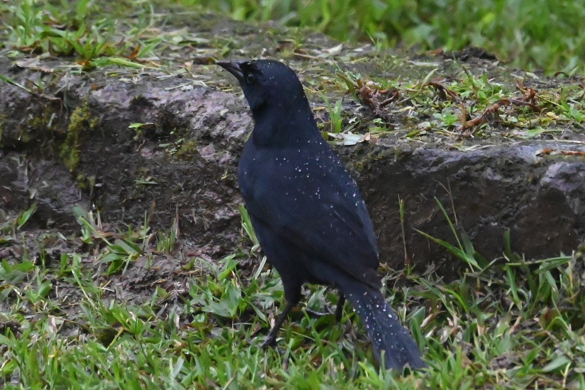 Scrub Blackbird - ML646274983