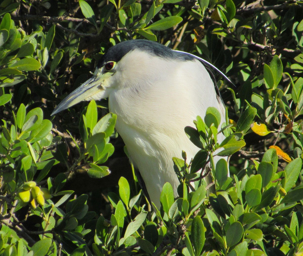Black-crowned Night Heron - ML646274984