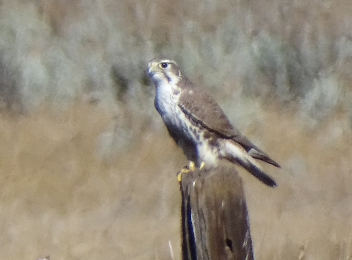 Prairie Falcon - ML646274985